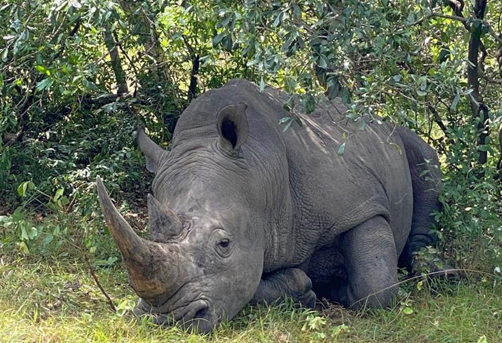 rhino in Uganda