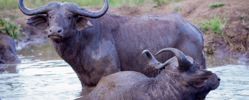 African buffaloes