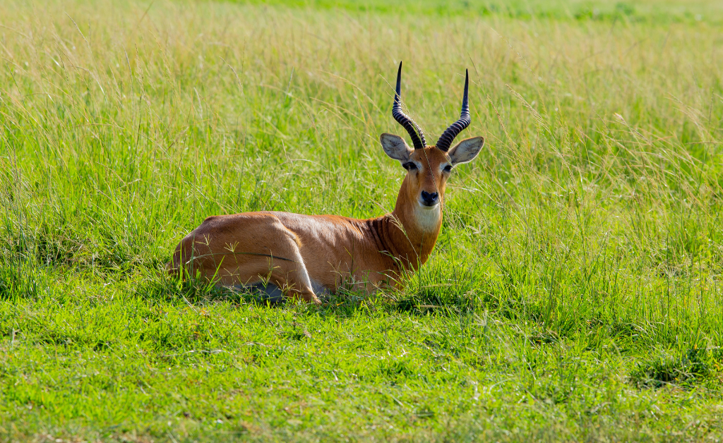 antelope