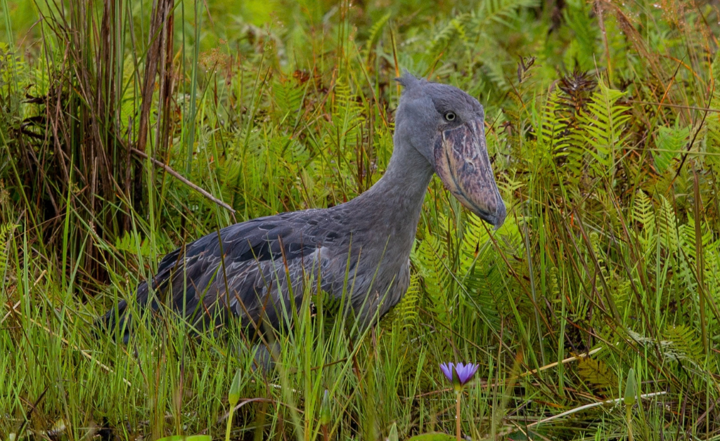 Uganda Shoebill