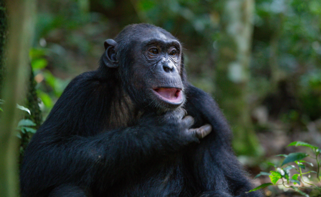 chimpanzee in kibale foresst