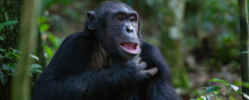 chimpanzee in kibale foresst