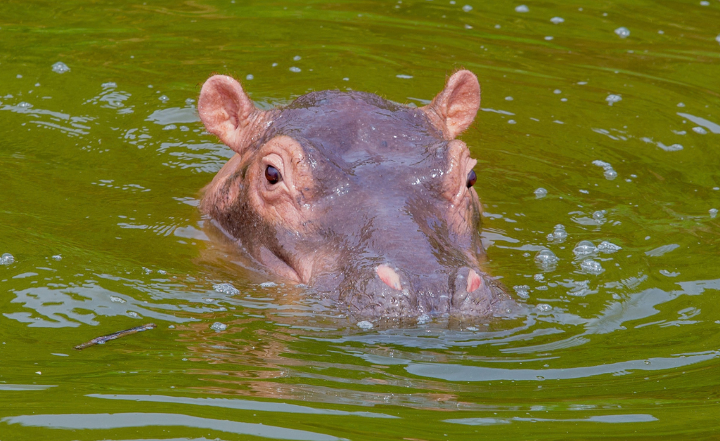 african hippo