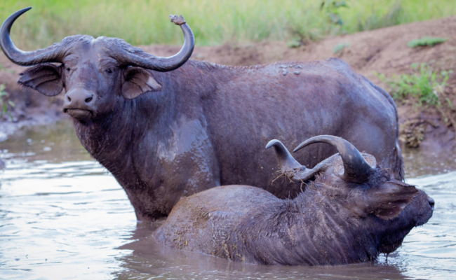 African buffaloes