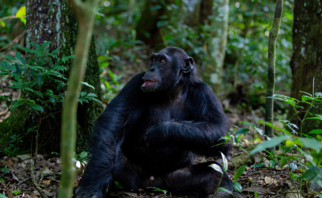 chimpanzee