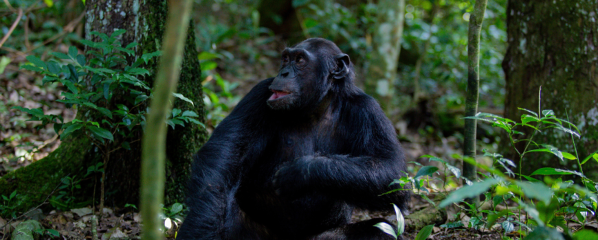 chimpanzee