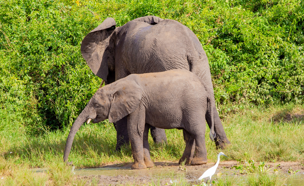 elephants in Queen Elizabeth NP